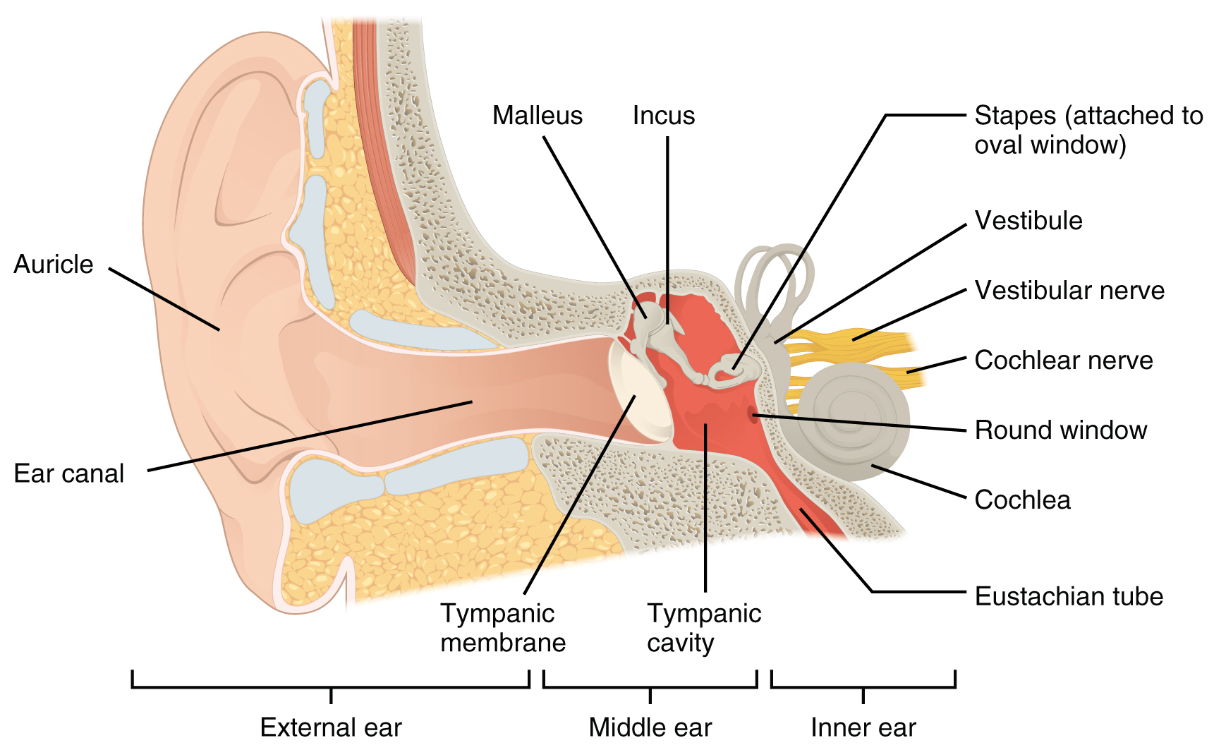 Image of The Structures Of The Ear